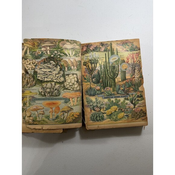 RARE Websters Encyclopedic Dictionary Hardcover 1944 Consolidated Book VTG - Picture 4 of 16